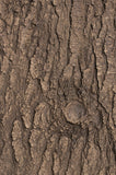 Sample Pines, Cedars FB3520 -SMP3520- Fauxstonesheets