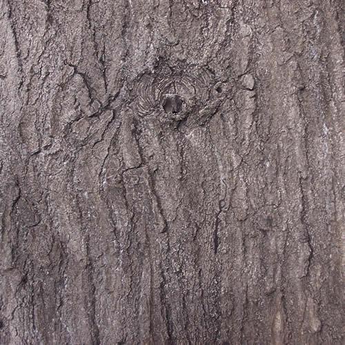 Flexbark- Maples, Oak FB3515 -FB3515- Fauxstonesheets