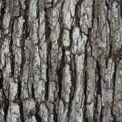 Flexbark- Oak, Elm FB3514 -FB3514- Fauxstonesheets