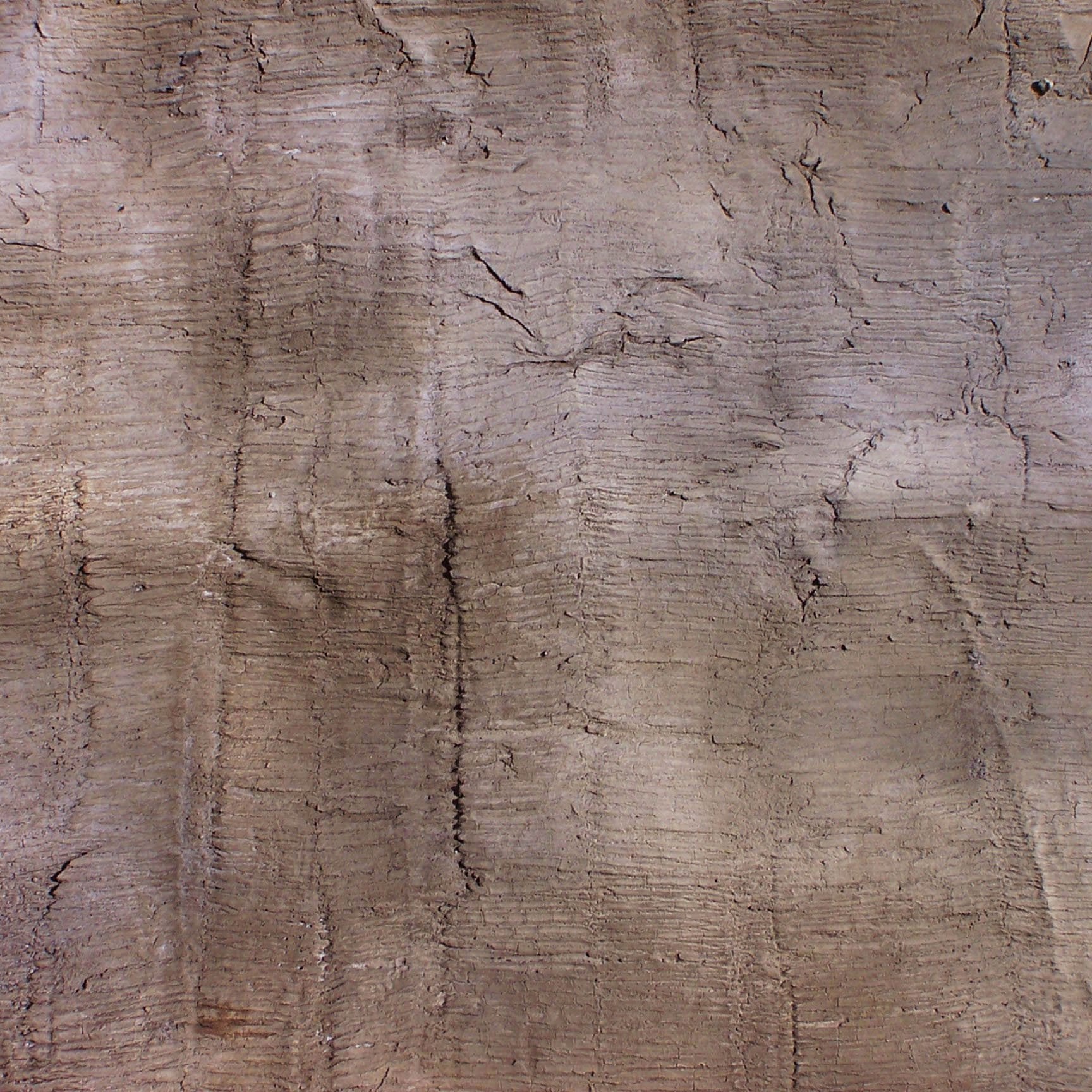 Detailed close-up of gray-tan palm bark showing fine, horizontal texture with scattered shallow cracks and subtle shading.