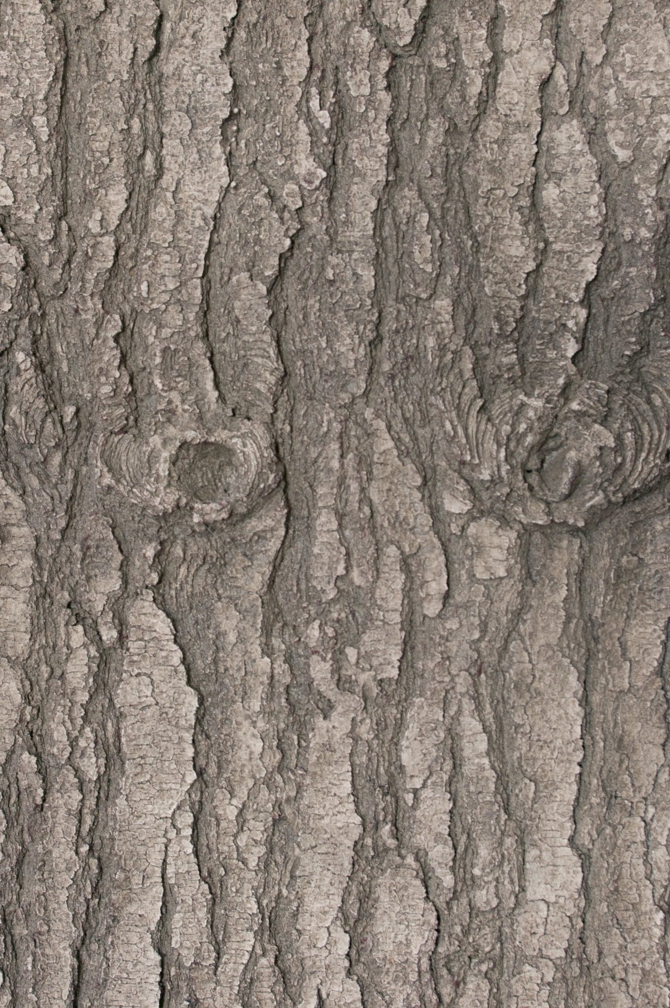 Flexbark - Pines, Cedars FB3520 -FB3520- Fauxstonesheets