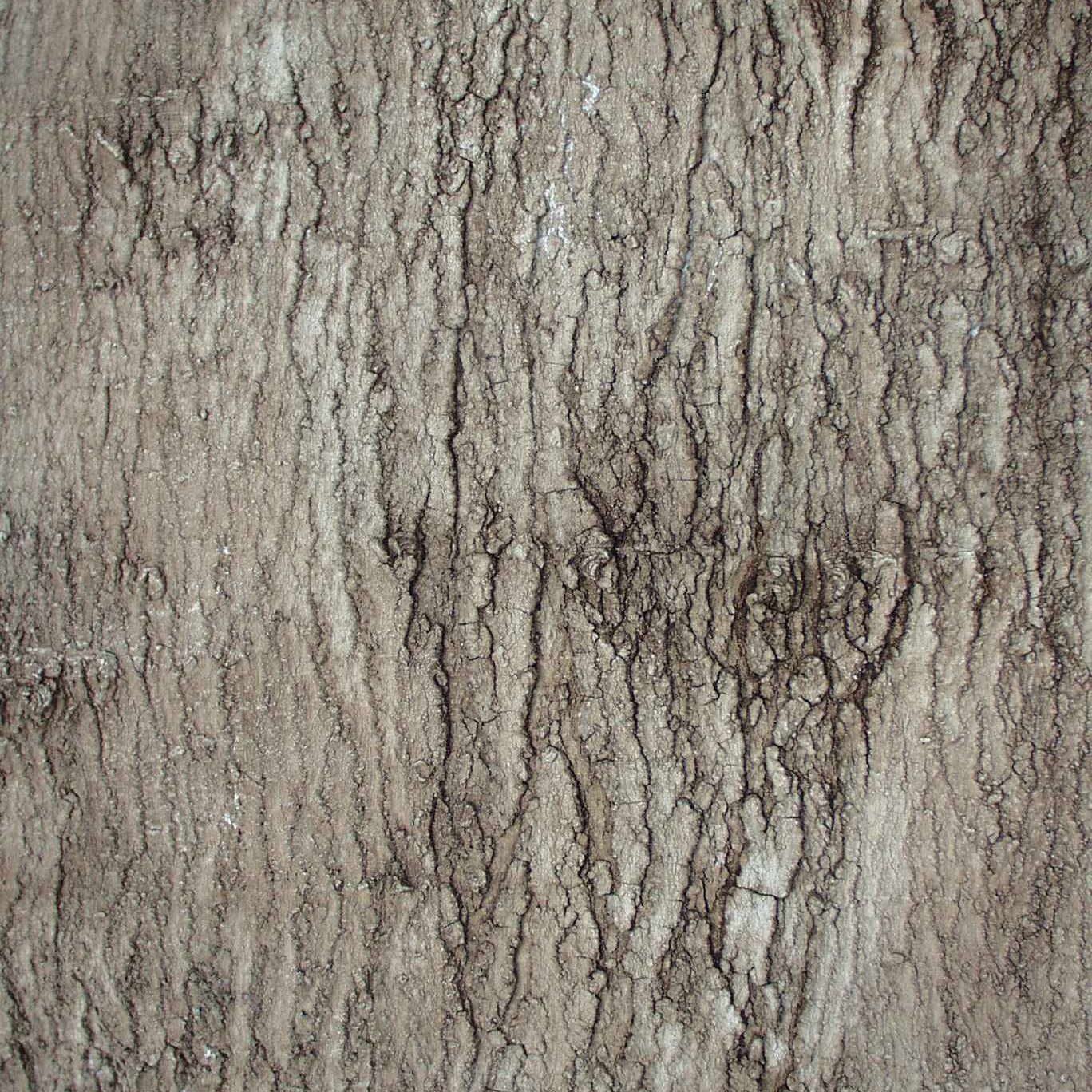 Sugar Maple or Box Elder bark texture close up with fine vertical lines. FlexBark sheet for realistic tree wraps and theming.