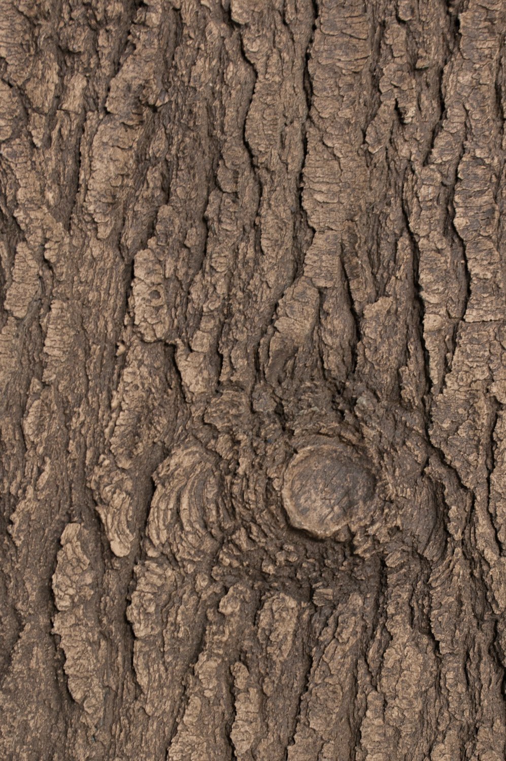 Bark Samples Flexible Faux Pine Bark Sample – Fauxstonesheets